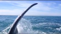 Une fille se fait gifler par la queue d'une baleine