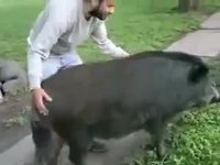 Sanglier de combat