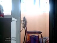 Un chat et une chaise