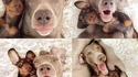 Selfie de chiens