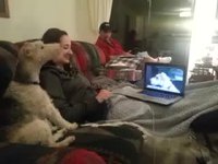 Deux chiens sur skype