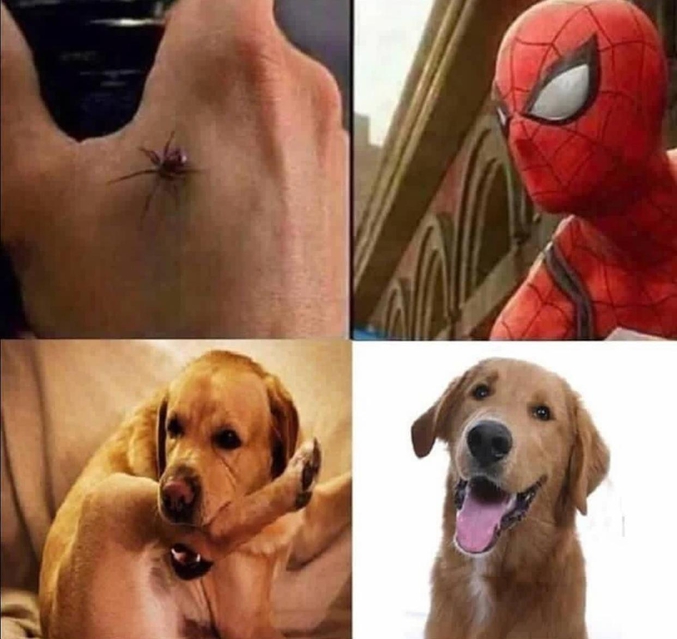 Une araignée, un chien...