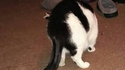 Chat noir, chat blanc