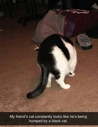 Chat noir, chat blanc
