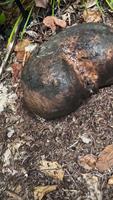 La saison des champignons commence 