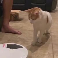 La nouvelle gamelle du chat 