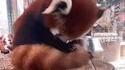 Un panda roux utilise sa queue comme oreiller