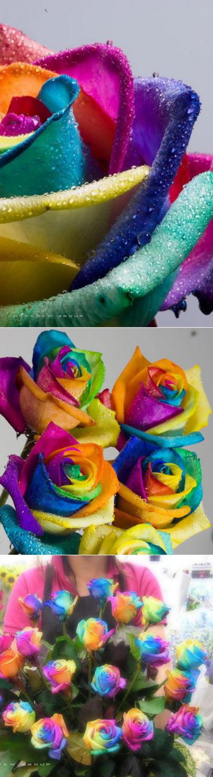 Une fleur originale aux pétales de sept couleurs différentes.