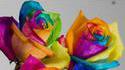 7 couleurs
