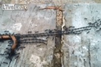 Travail d'équipe chez les fourmis