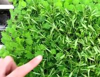 Herbe morte