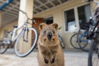 L'animal le plus heureux sur terre ?