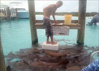 Mon hobby avec les requins