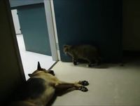 Metal Gear Solid Cat