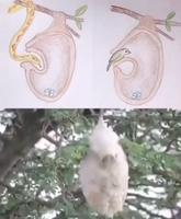 La Rémiz minute (Anthoscopus minutus) 