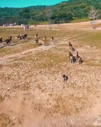 Suivre le troupeau en drone