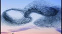 Murmuration de passereaux