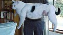Super gros chat