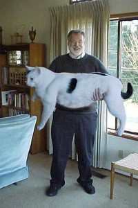 Super gros chat