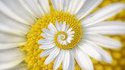 Hypno-marguerite