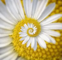 Hypno-marguerite