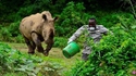 Kan tu veux savoir quel  bruit fait un rhinocéros adulte