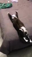 Voilà comment sont les chats pendant que vous êtes au boulot.