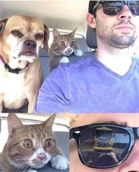 Seul, le chat semble avoir conscience du danger