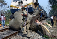 Eléphant écrasé par un train