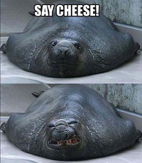 Cheeese
