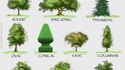 La forme des arbres