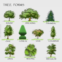 La forme des arbres