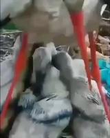 Cigogne pendant la grêle 
