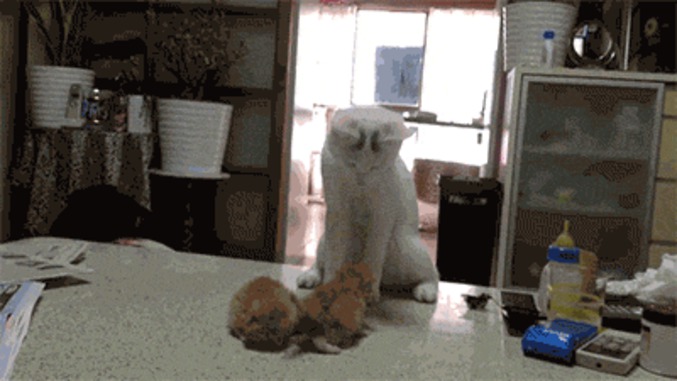 Cours de karaté par une maman chat