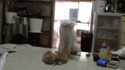 Cours de karaté par une maman chat