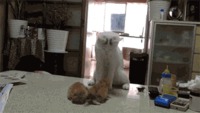 Cours de karaté par une maman chat