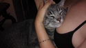 Un chat heureux