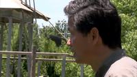 Comment dire bonjour en chimpanzé