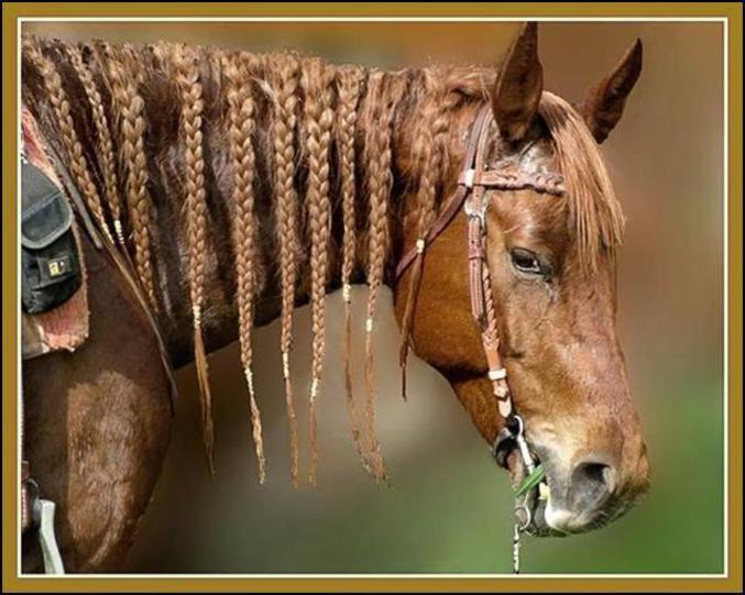 Un cheval avec des belles nattes.