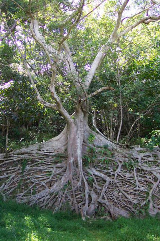 Un arbre qui présente beaucoup de racines extérieures.