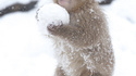 Macaque japonais et boule de neige