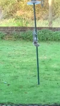 Scrat ne renonce jamais...