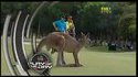 Kangourou golfeur
