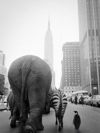 Les lombriks à New-York
