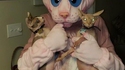 Des sphynx