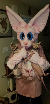 Des sphynx