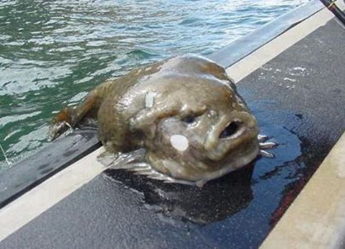 Un poisson monstrueux sort d'une piscine
