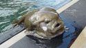 Poisson Alien