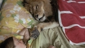 Le jeu "Que pourrait bien dire ..." n°04 : Cette fille au lion ?