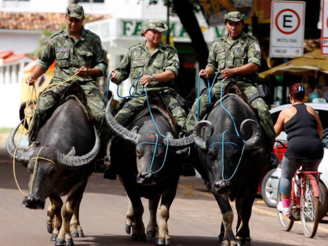 Au Brésil, dans la région de l'Amazonie, la police est désormais montée sur des buffles qui leur permettent de rattraper facilement les fuyards dans les rizières et les marais.